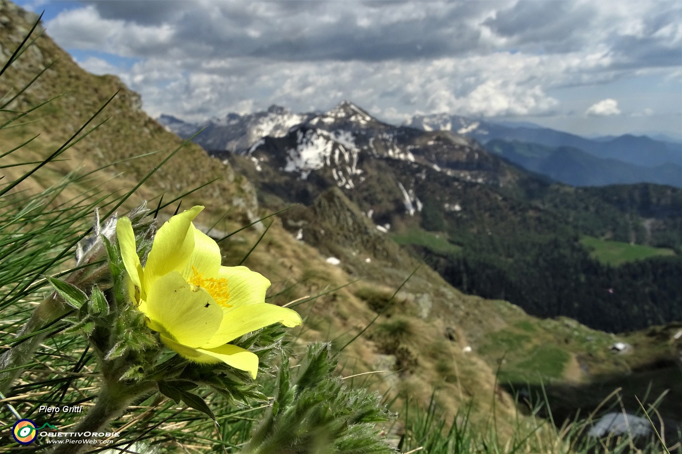 67 Pulsatilla alpina sulfurea.JPG